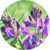 Astragalus