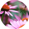 Echinacea