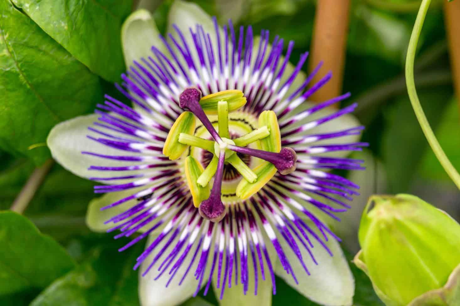 Passion Flower – Remarkable Benefits for Body and Mind