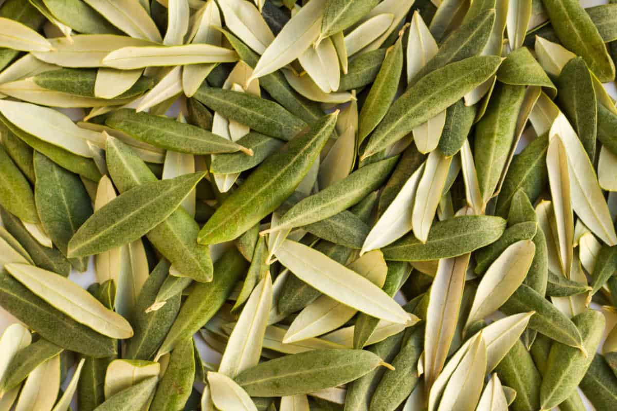 Olive Leaf – Benefits