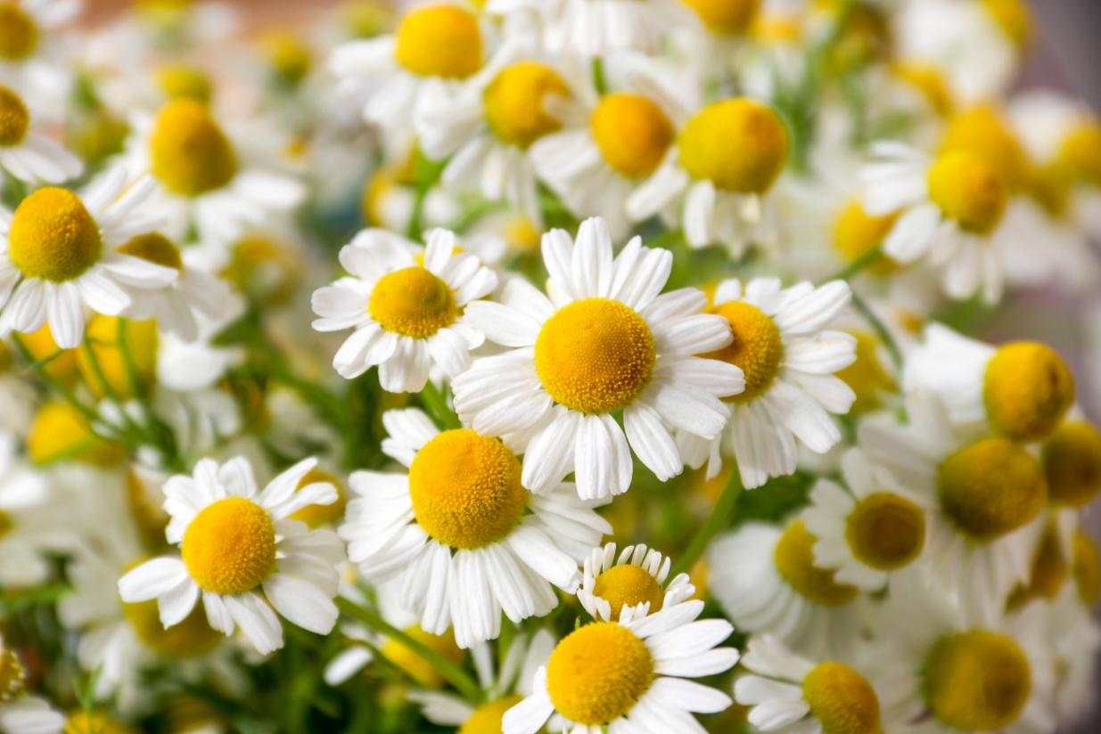 Chamomile: What are its properties and what health benefits does chamomile tea offer?