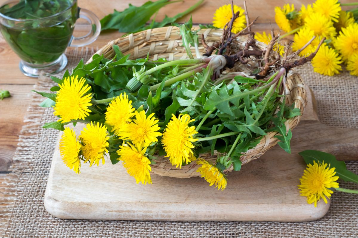Dandelion – Essential Information on Benefits, Properties, and Ways to Consume