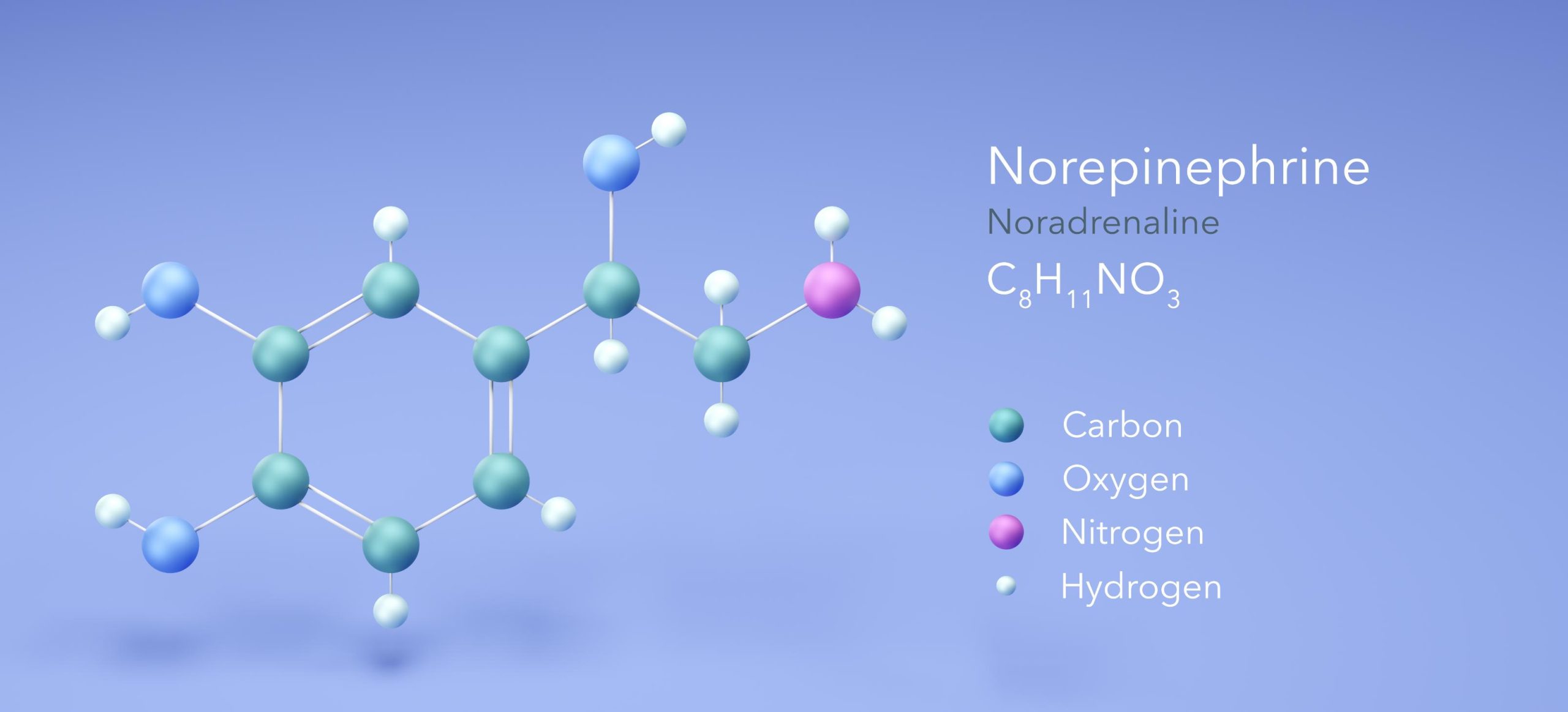 Everything About Noradrenaline: The Essential Hormone for Bodily Function